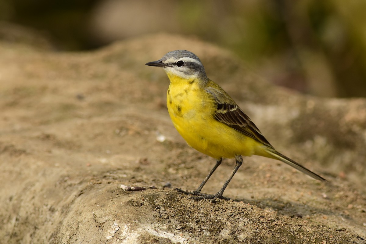 Western Yellow Wagtail (beema) - Ajoy Kumar Dawn