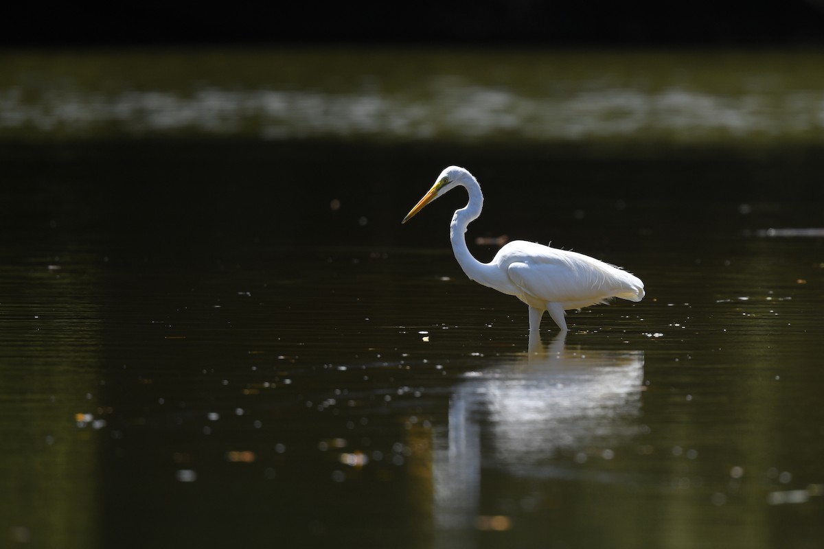 Great Egret - ML502837511