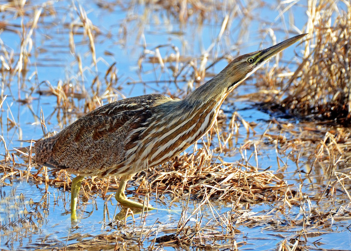 American Bittern - ML50283761