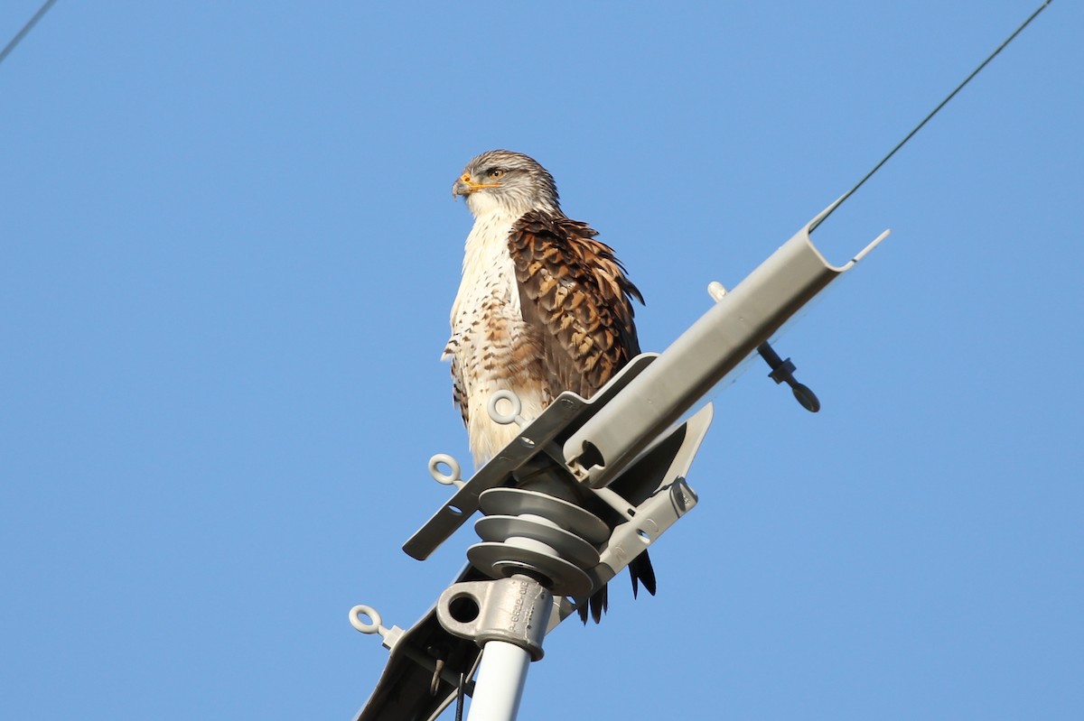 Ferruginous Hawk - ML502838311