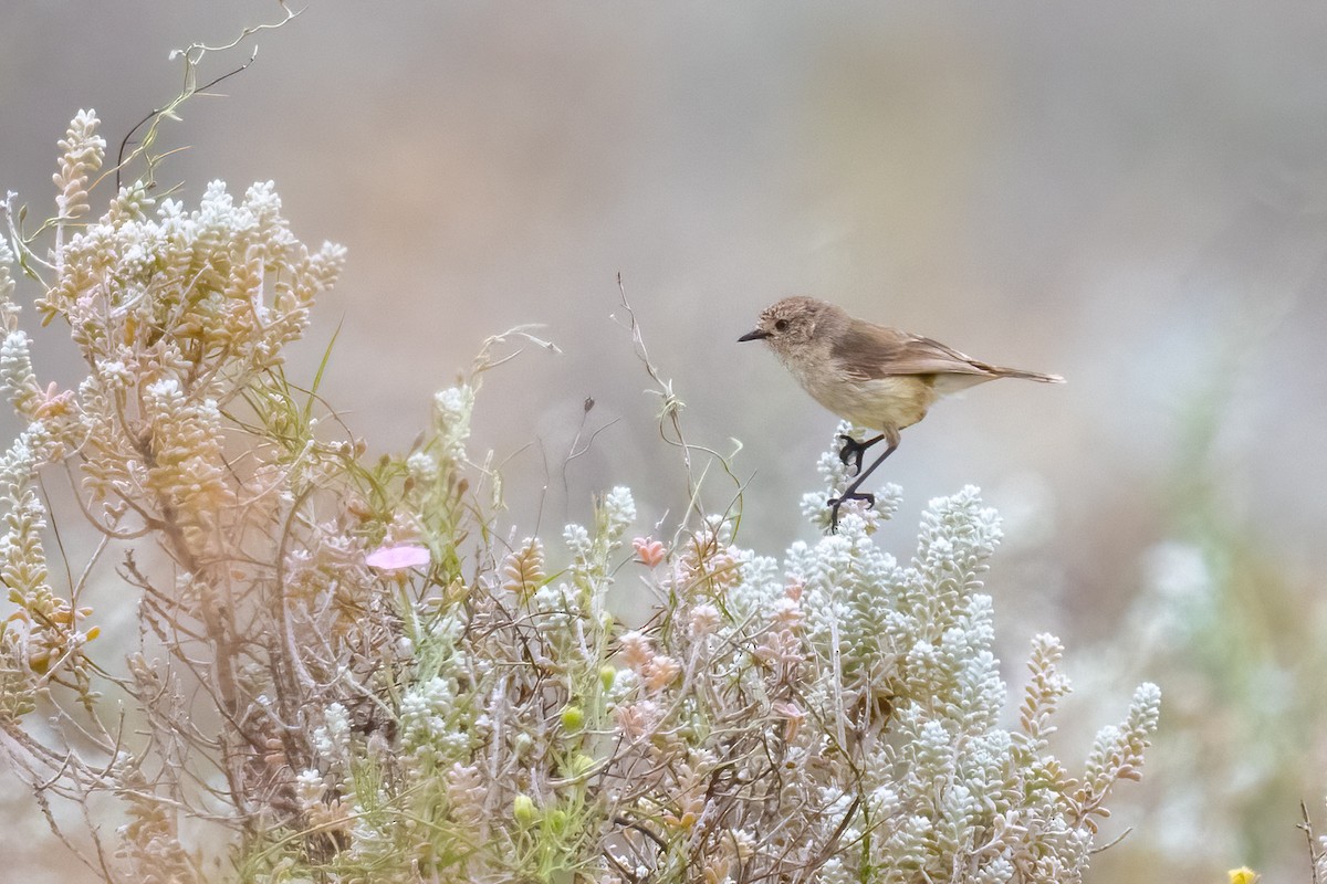 Slender-billed Thornbill - ML502838851