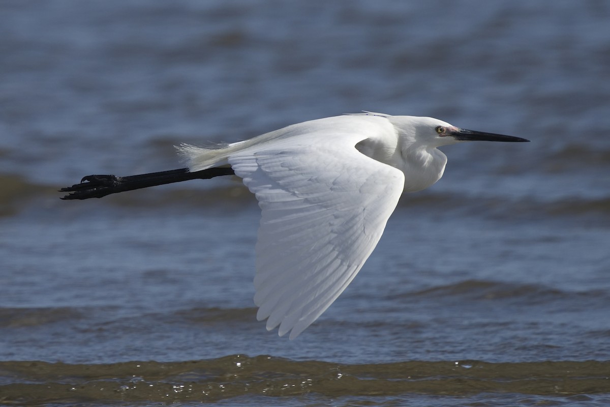 Little Egret - Ed Pierce