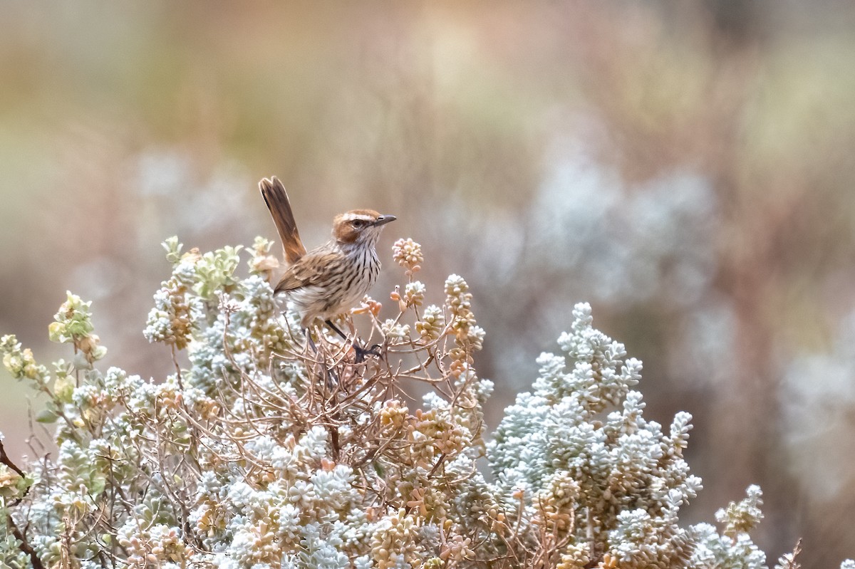 Rufous Fieldwren - ML502840961