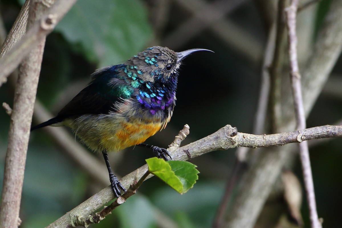 Variable Sunbird (Orange-chested) - ML502841151