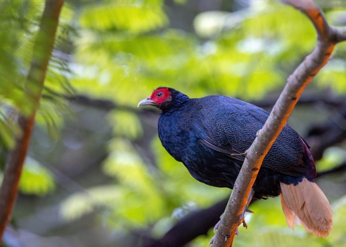 Malayan Crestless Fireback - ML502841271