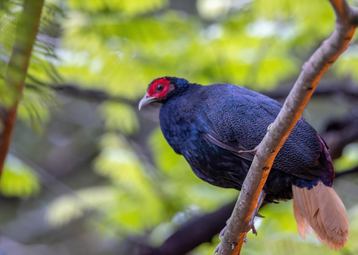 Malayan Crestless Fireback - ML502841281