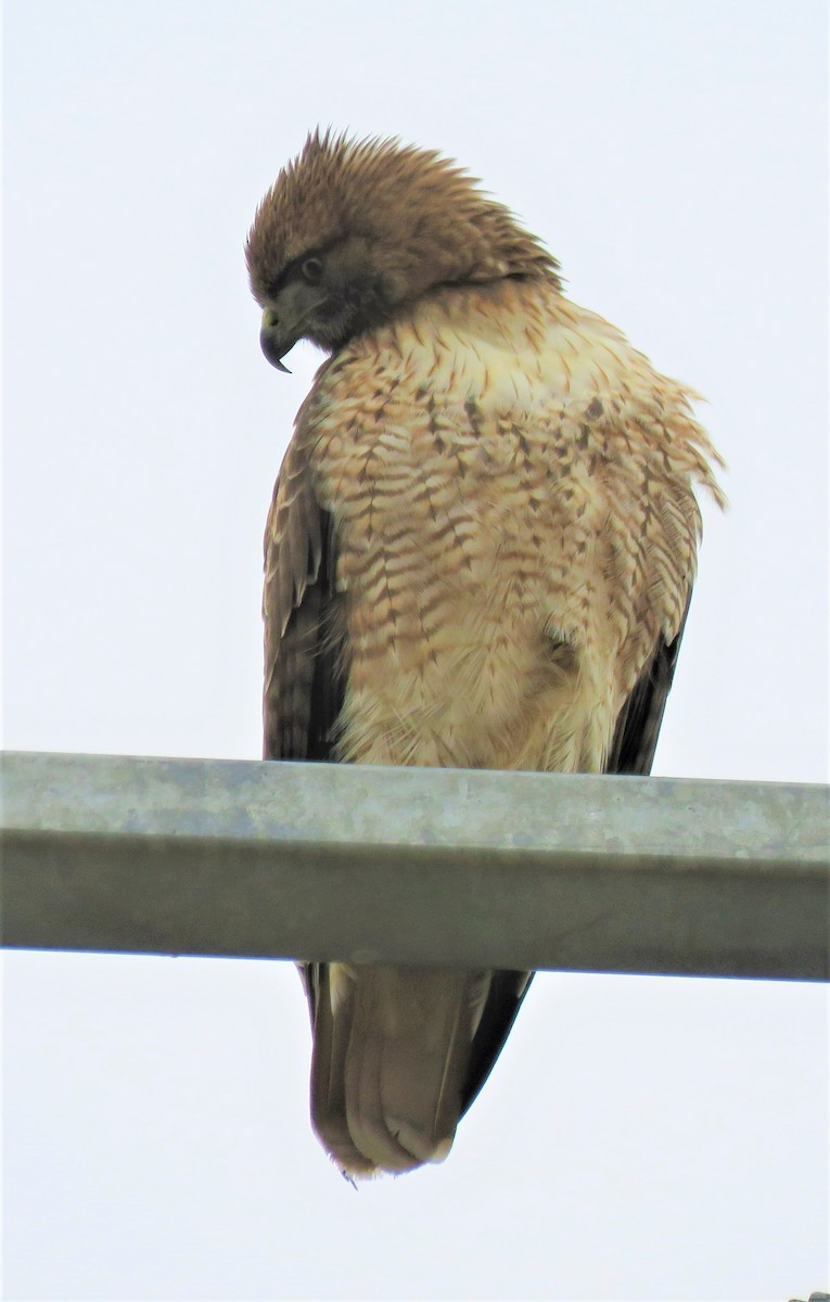 Red-tailed Hawk - ML502841391