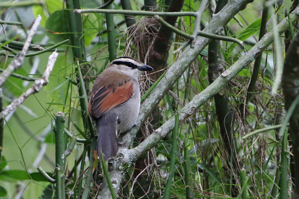 Brown-crowned Tchagra - ML502842891