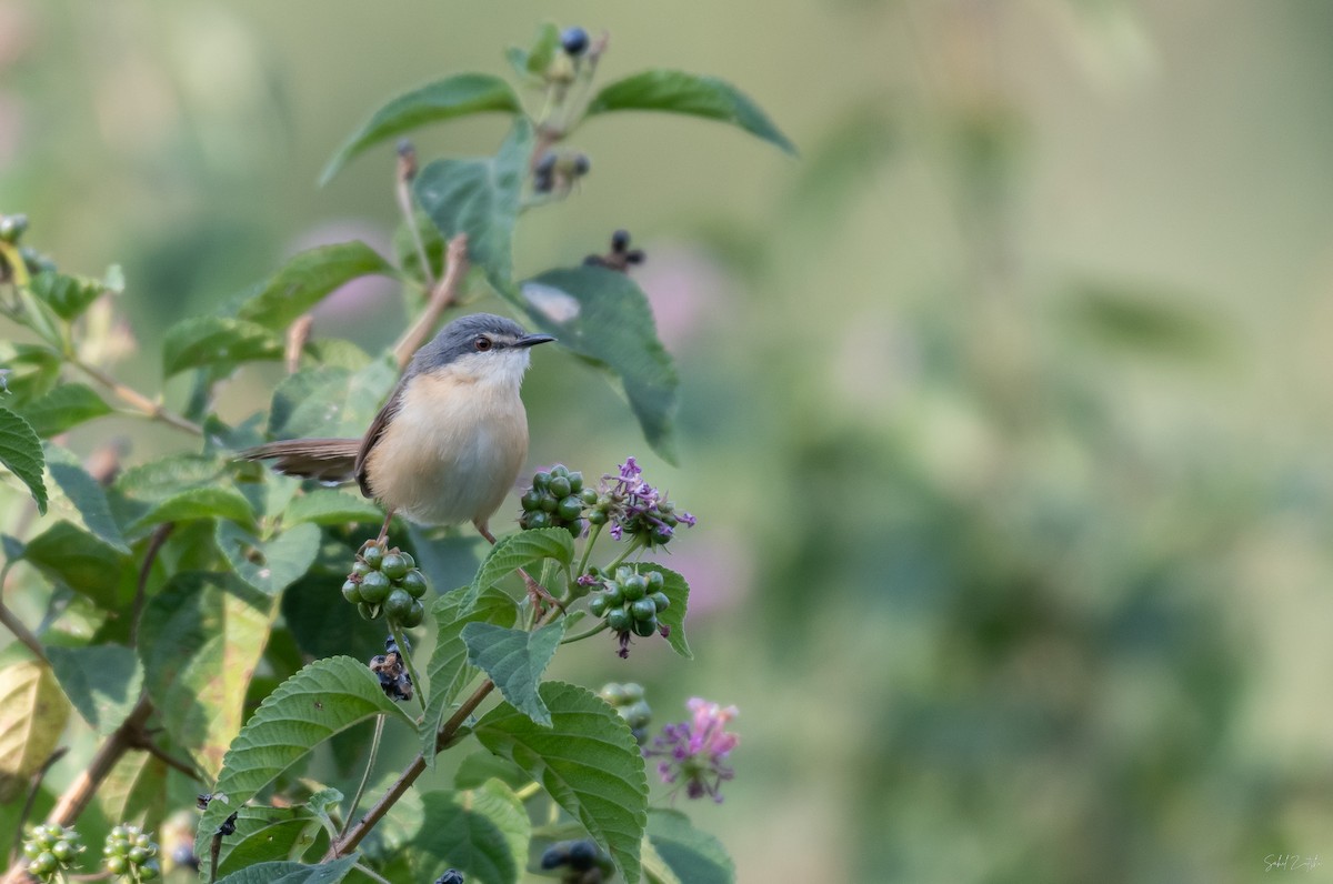 Ashy Prinia - ML502842901