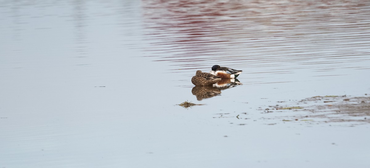 Northern Shoveler - Eric Francois Roualet