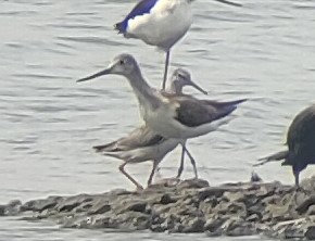 Common Greenshank - ML502844871