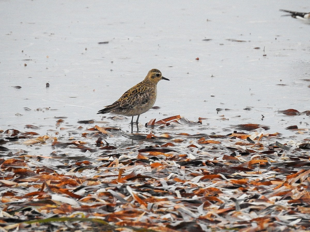 Pacific Golden-Plover - Jack Lange