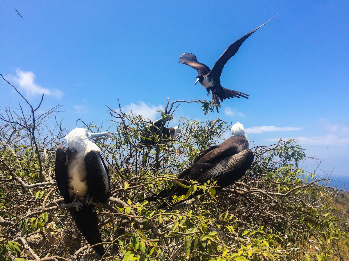 Magnificent Frigatebird - ML50284701