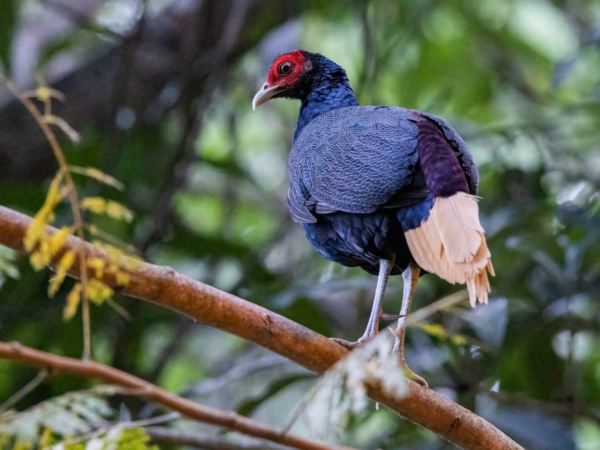 Malayan Crestless Fireback - ML502847431