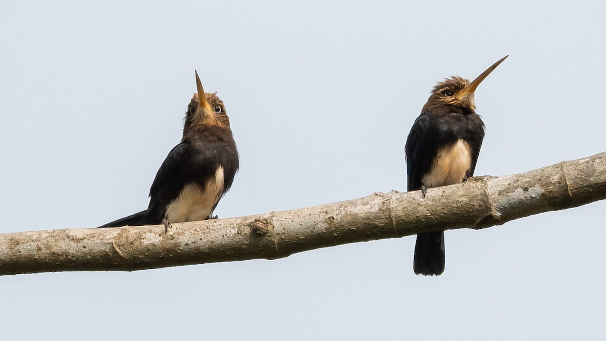 Brown Jacamar - Jean-Louis  Carlo