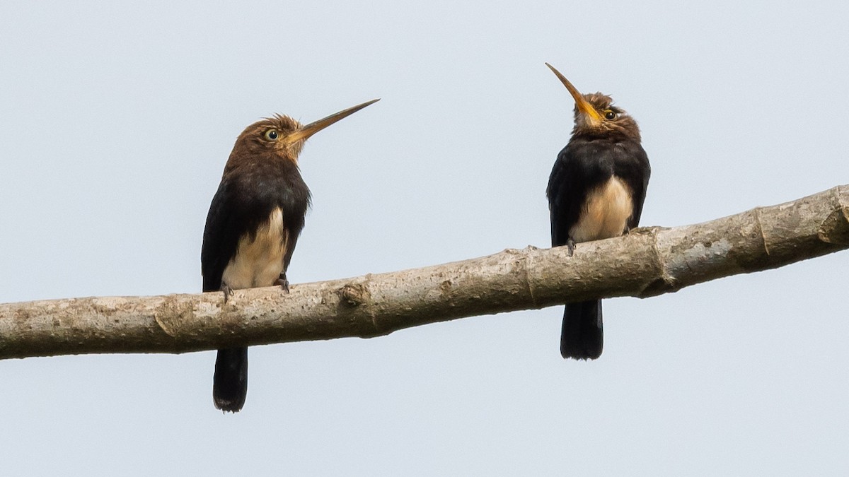 Brown Jacamar - ML502848081