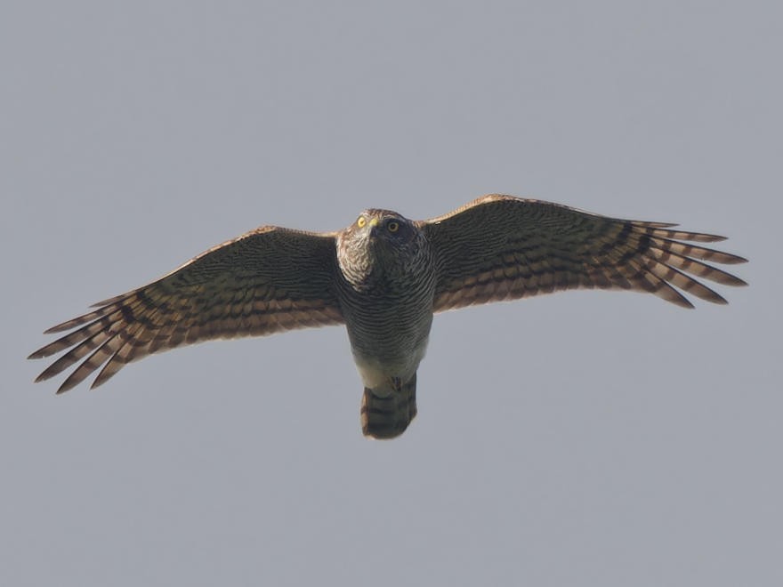 Eurasian Sparrowhawk - martin williams