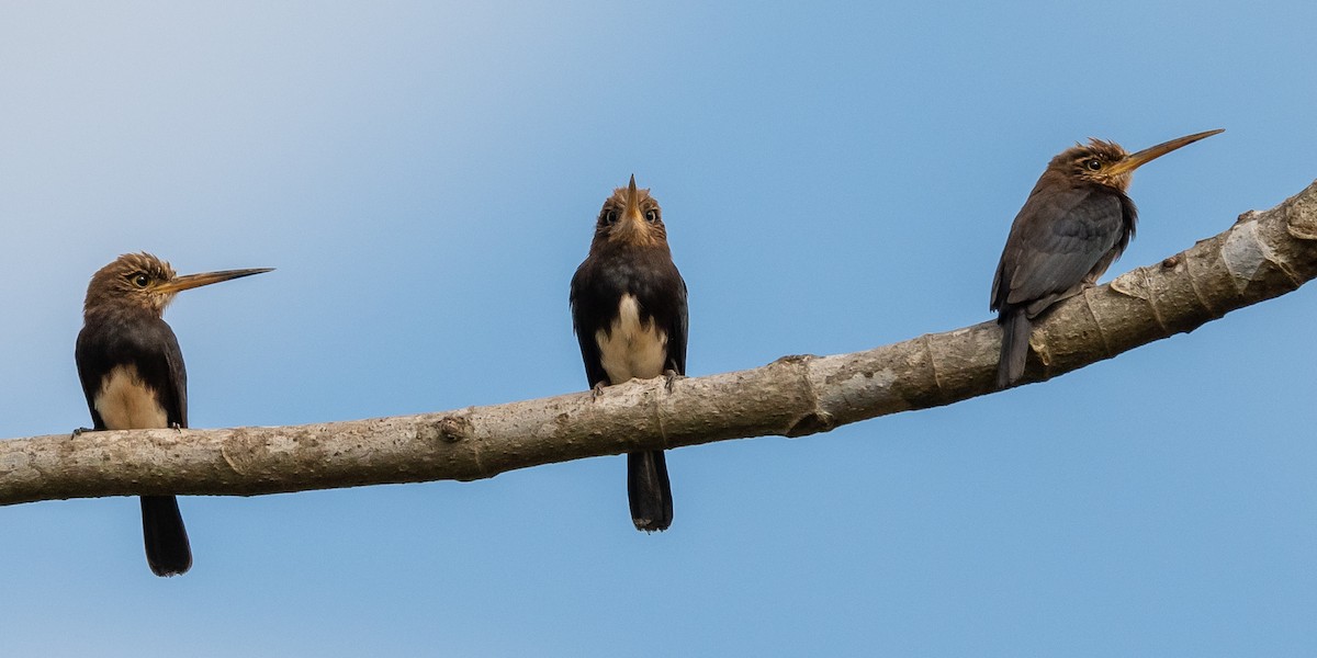 Brown Jacamar - ML502848121