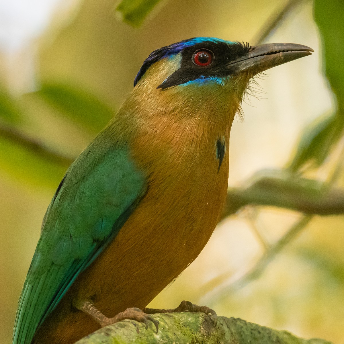 Amazonian Motmot - ML502848251