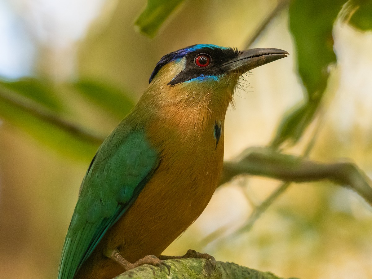 Amazonian Motmot - ML502848271