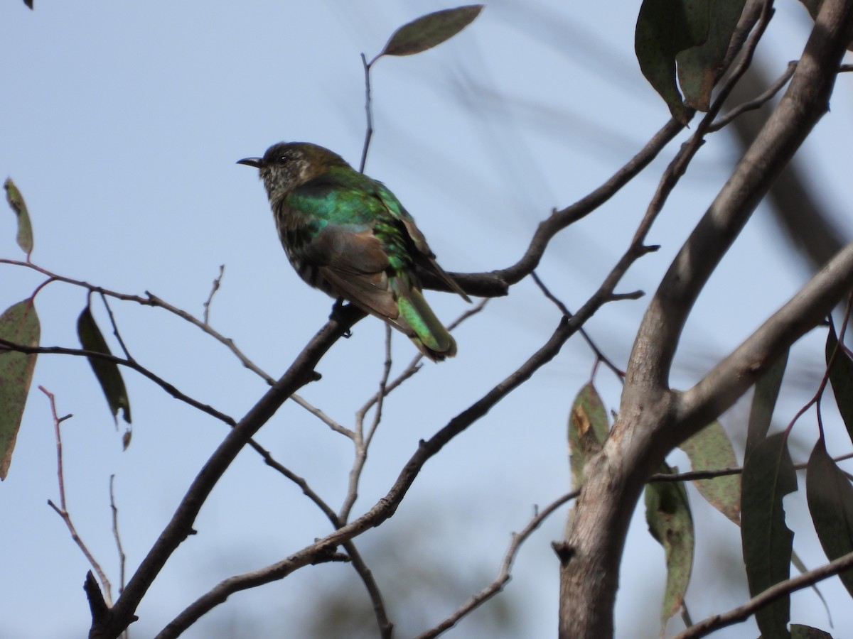 Shining Bronze-Cuckoo - ML502848291