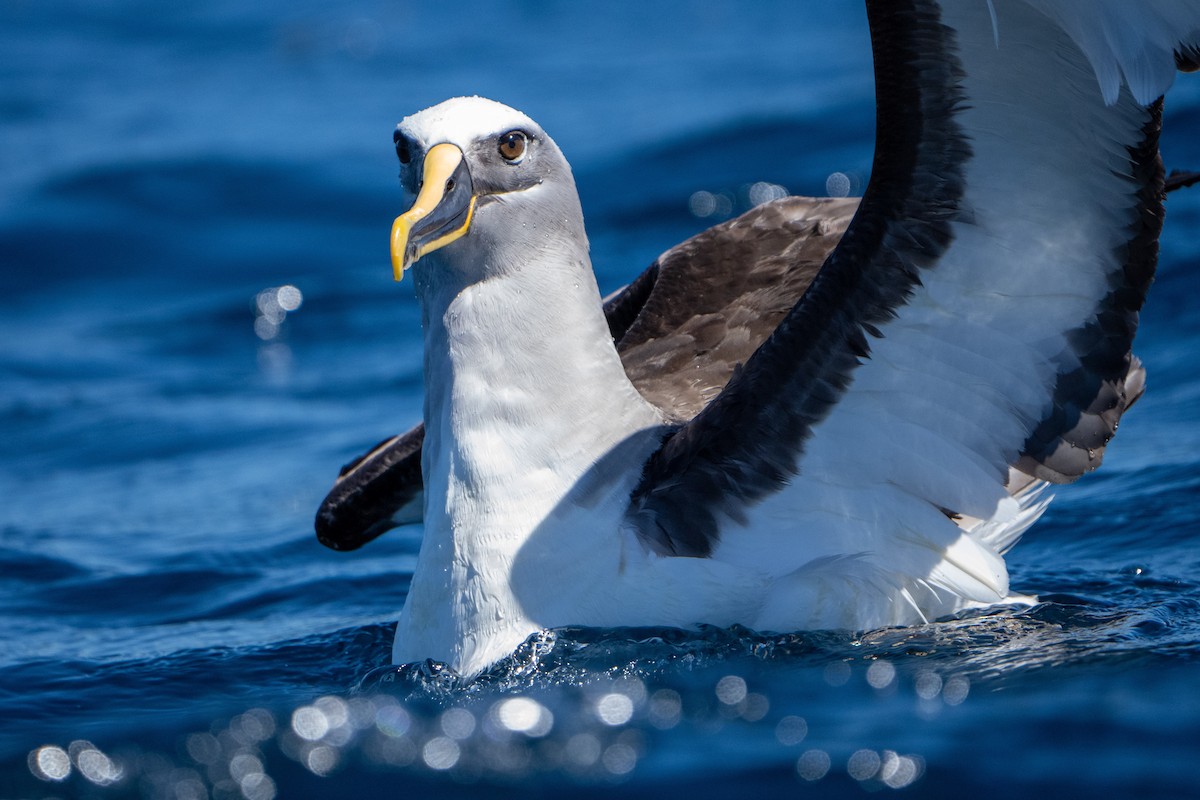 Bulleralbatros - ML502848361