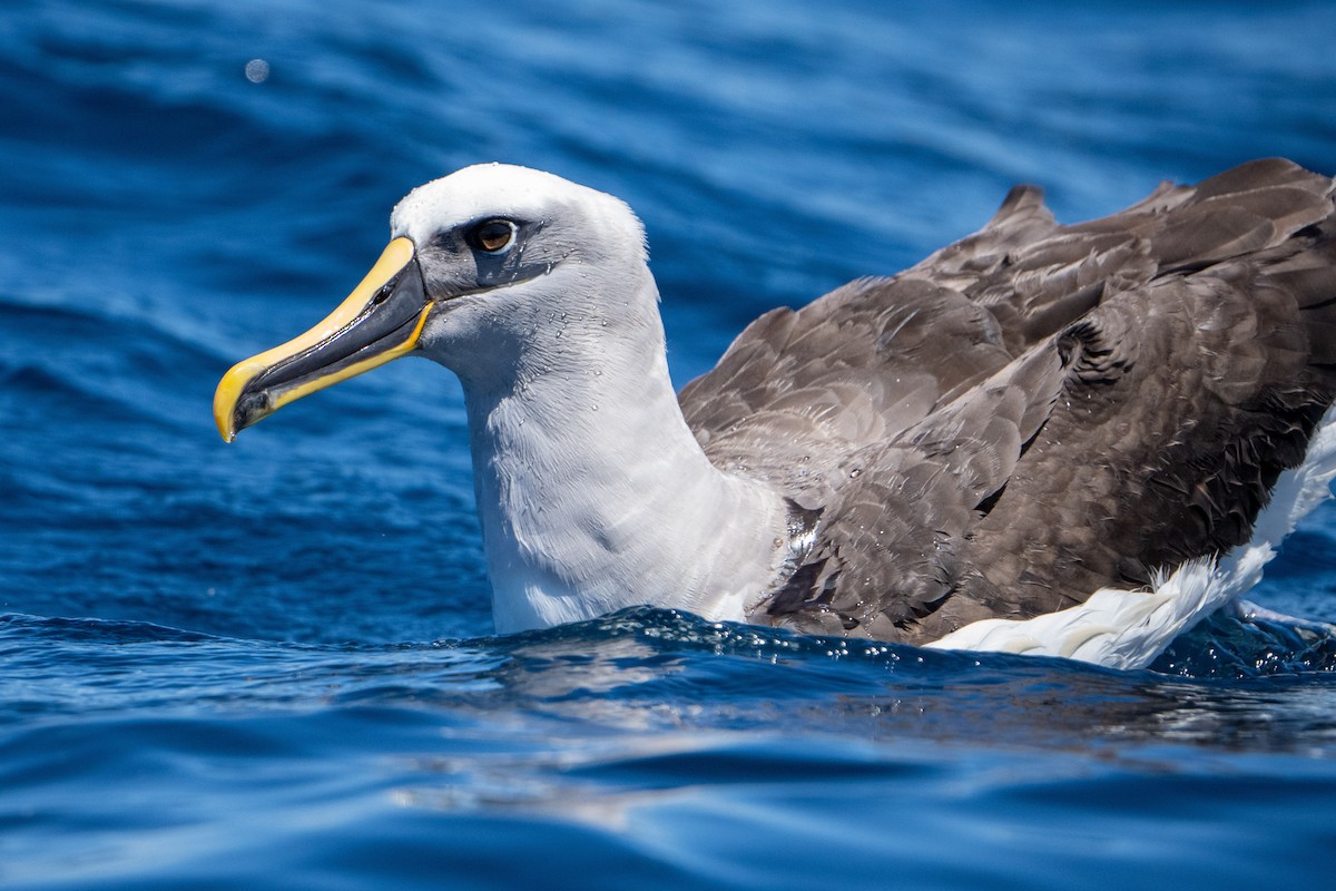 Buller's Albatross - ML502848381