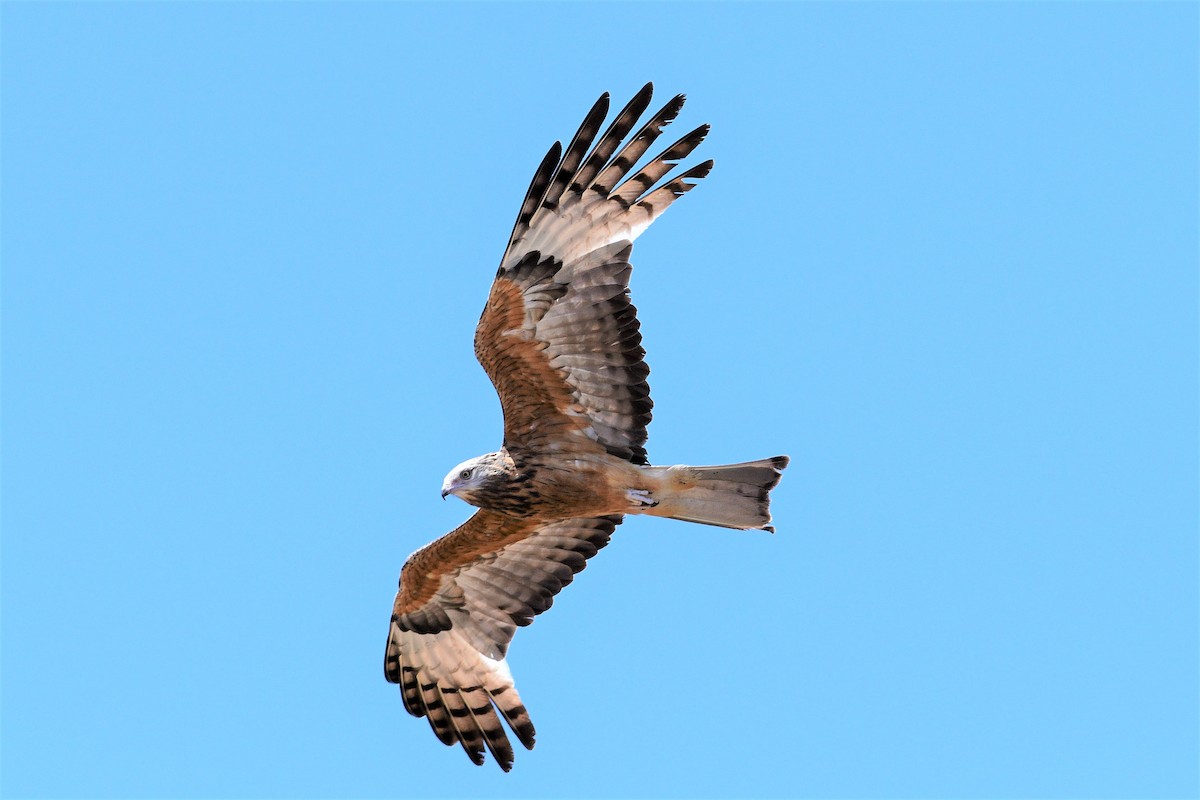 Square-tailed Kite - ML502849281