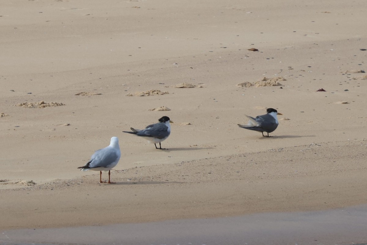 Great Crested Tern - ML502849331