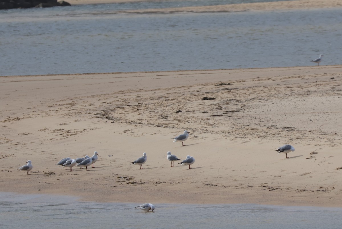 Silver Gull - ML502849371