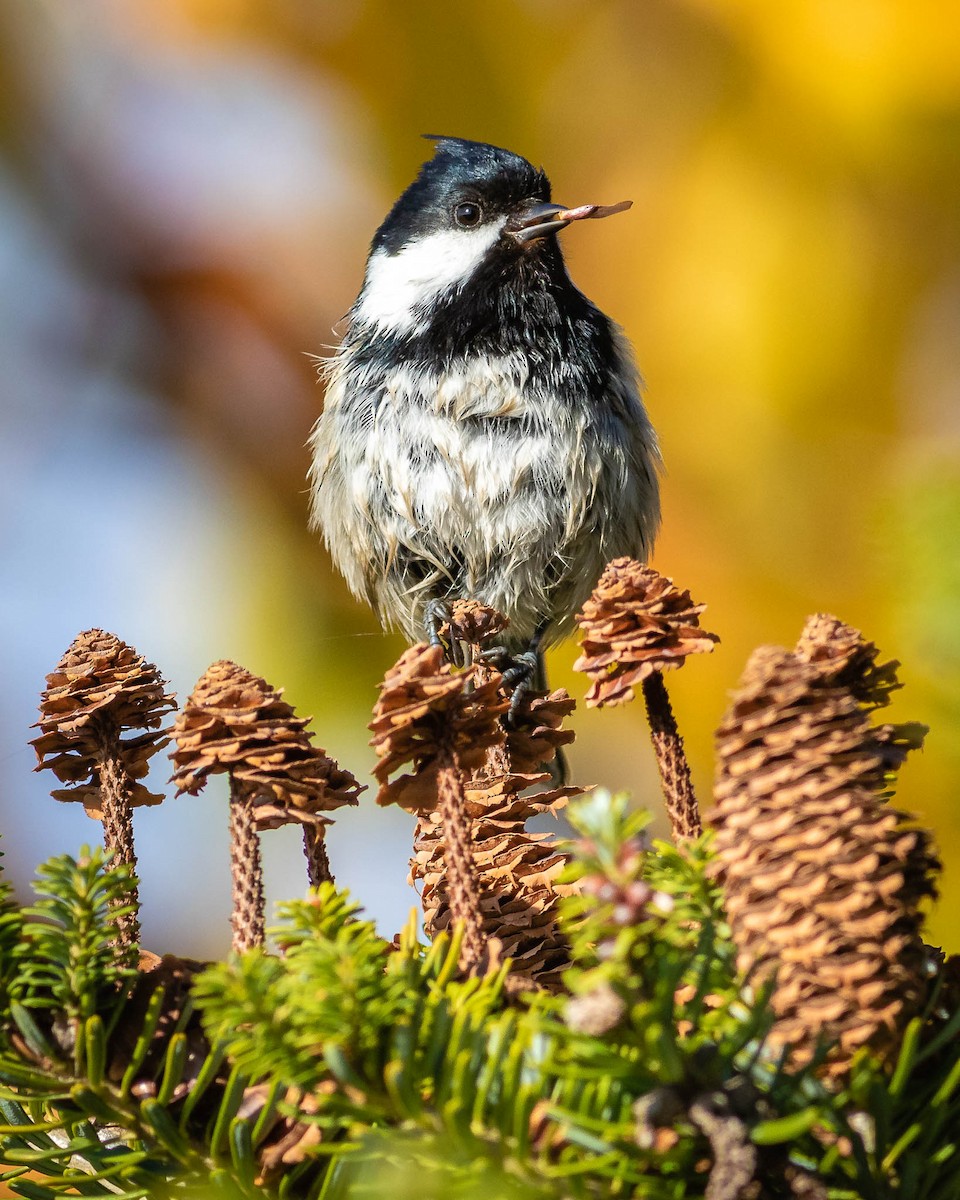 Coal Tit - ML502849421