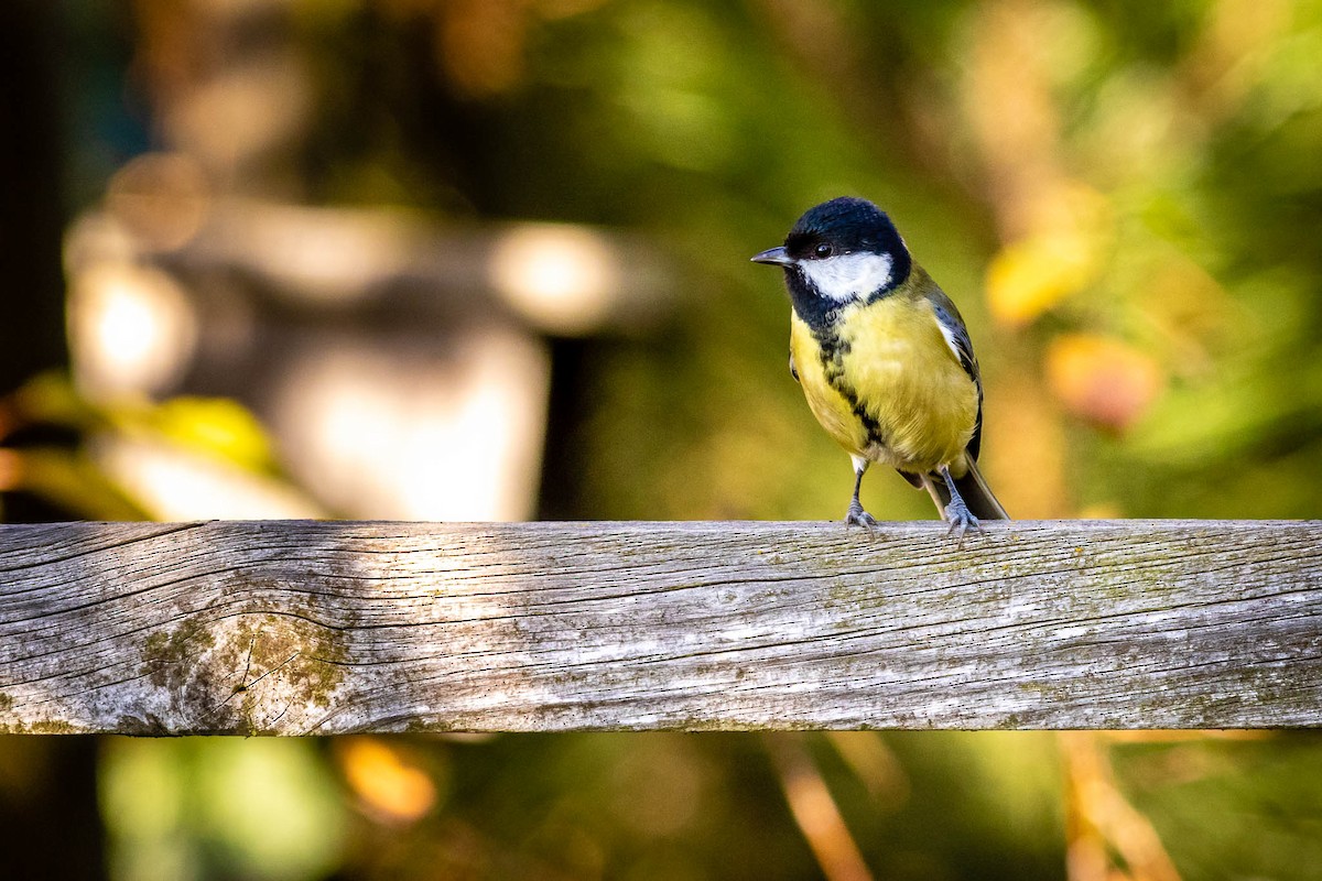 Great Tit - ML502849441