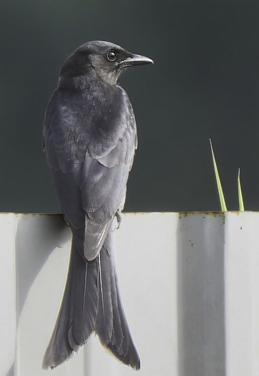 Black Drongo - ML502850191