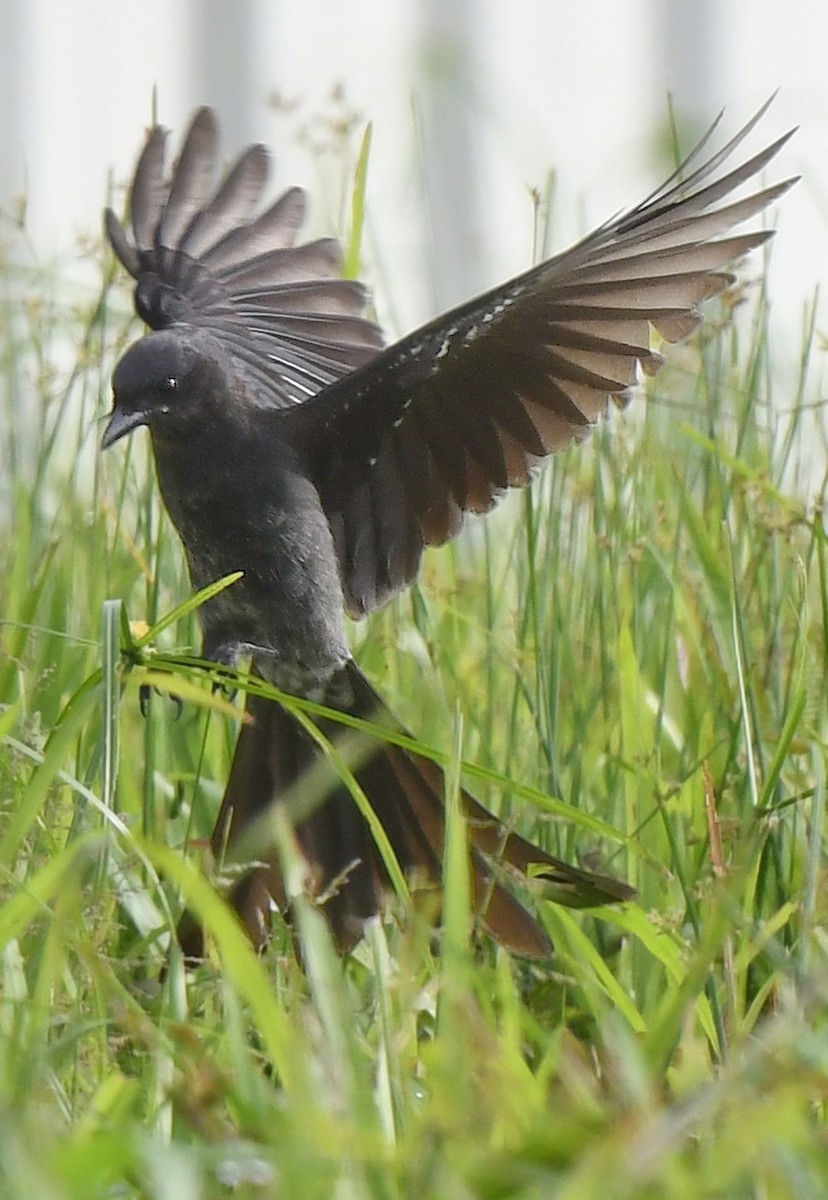 Black Drongo - ML502850201