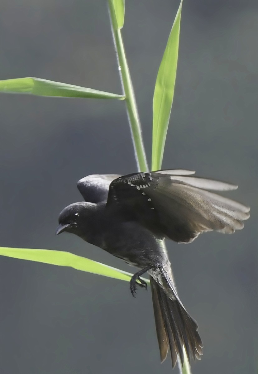 Black Drongo - ML502850231