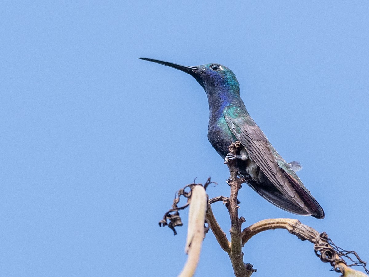 Black-throated Mango - ML502850281