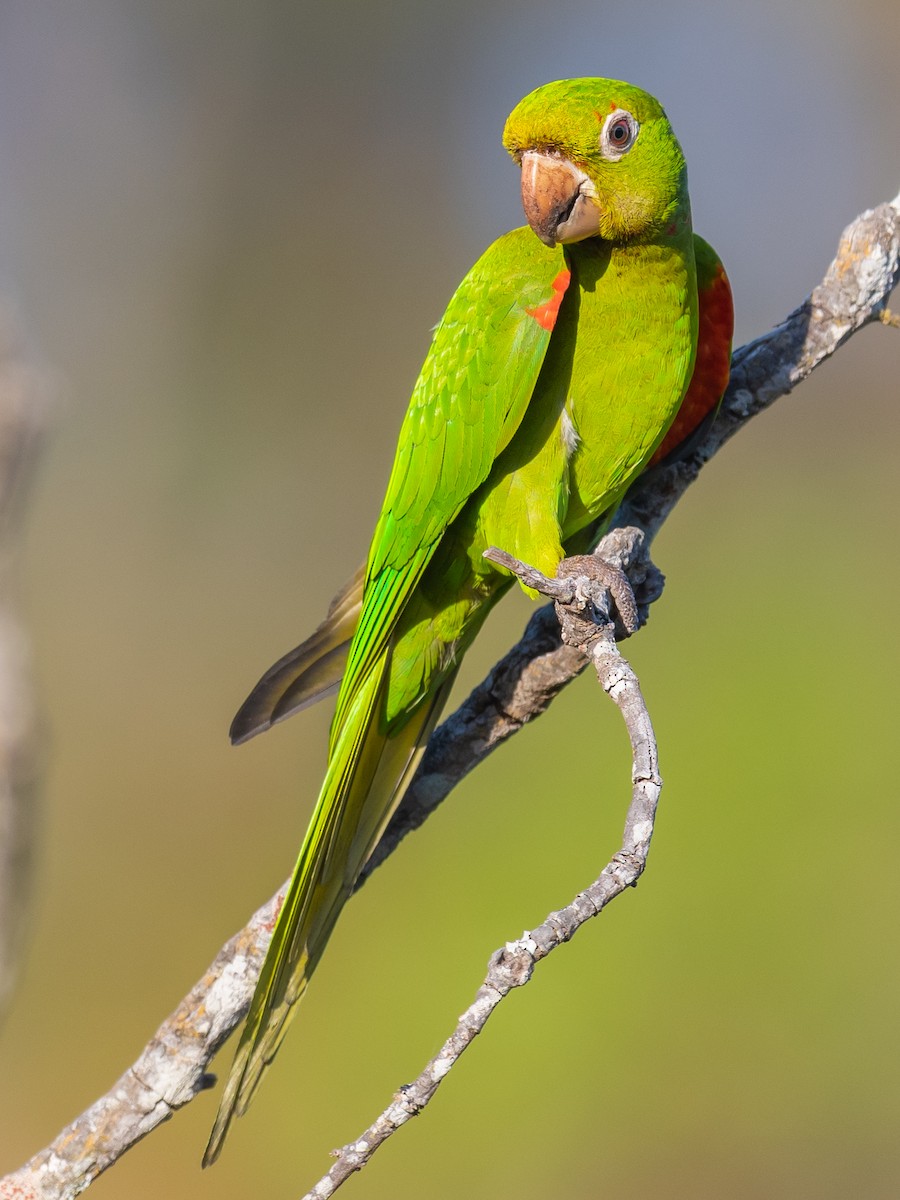 White-eyed Parakeet - ML502850501