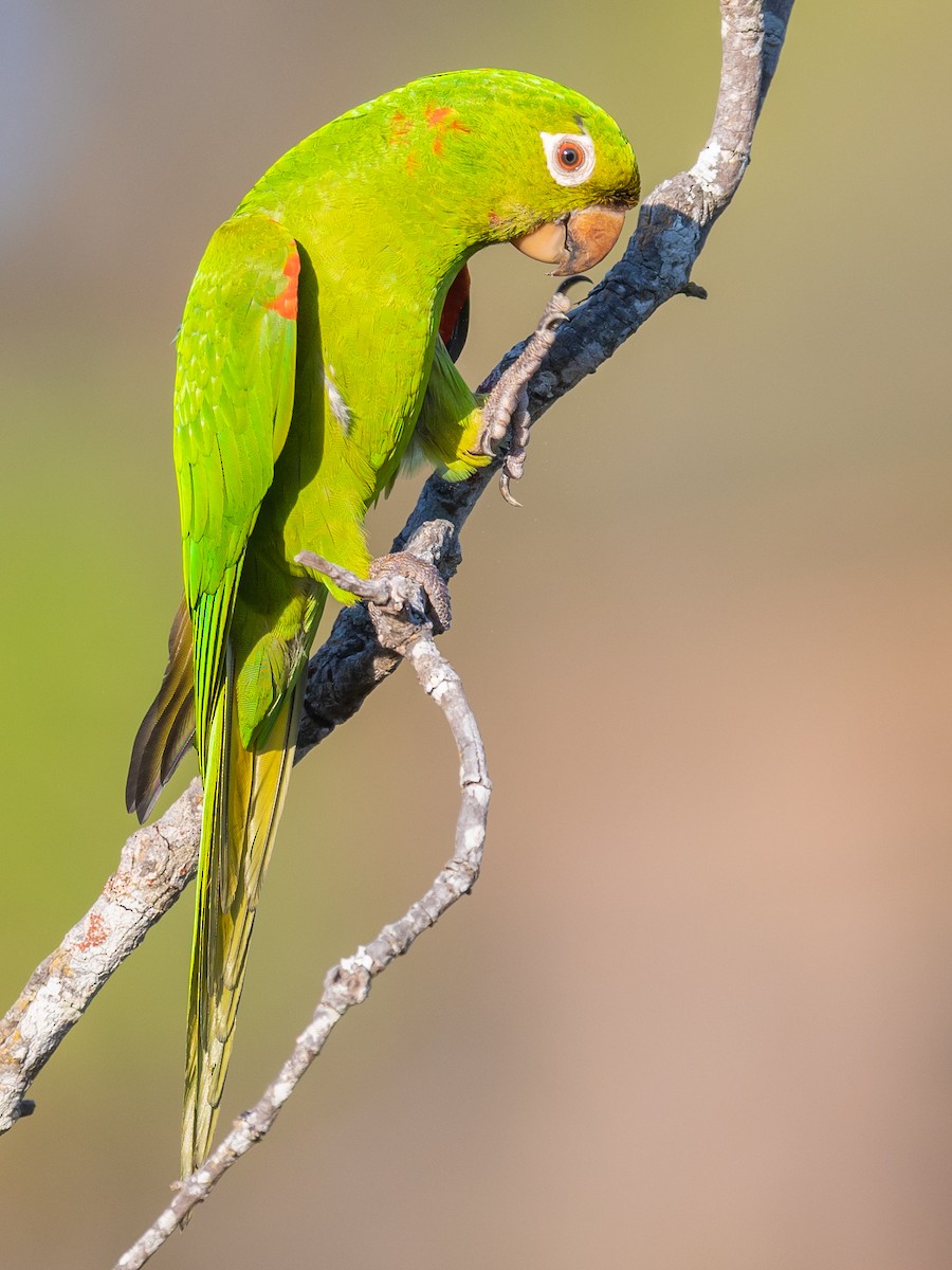 White-eyed Parakeet - ML502850511