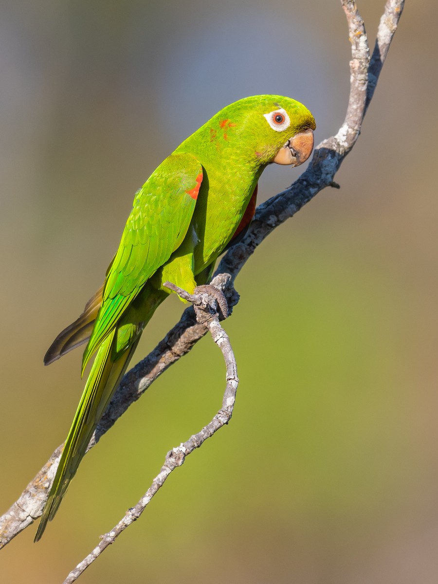 White-eyed Parakeet - Jean-Louis  Carlo