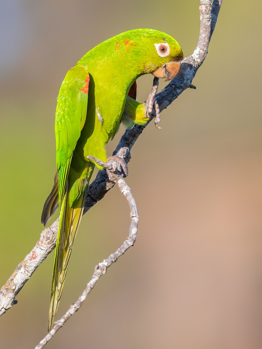 White-eyed Parakeet - ML502850531