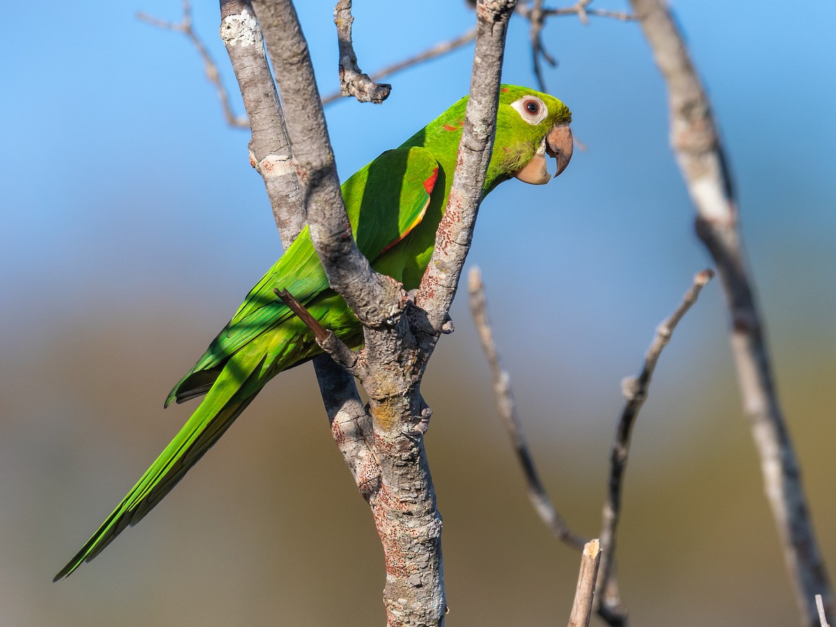 White-eyed Parakeet - ML502850541