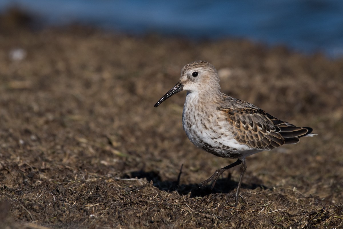 Dunlin - ML502851741