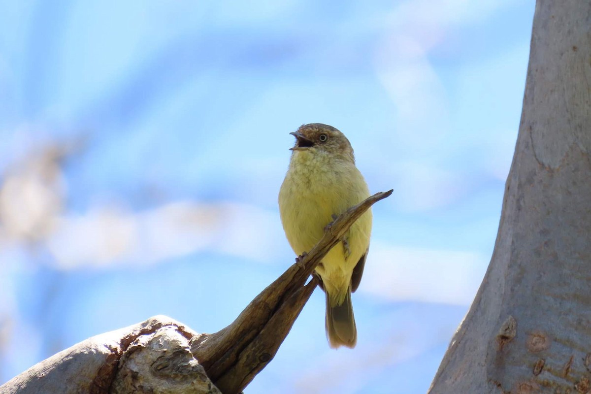 Buff-rumped Thornbill - ML502851781