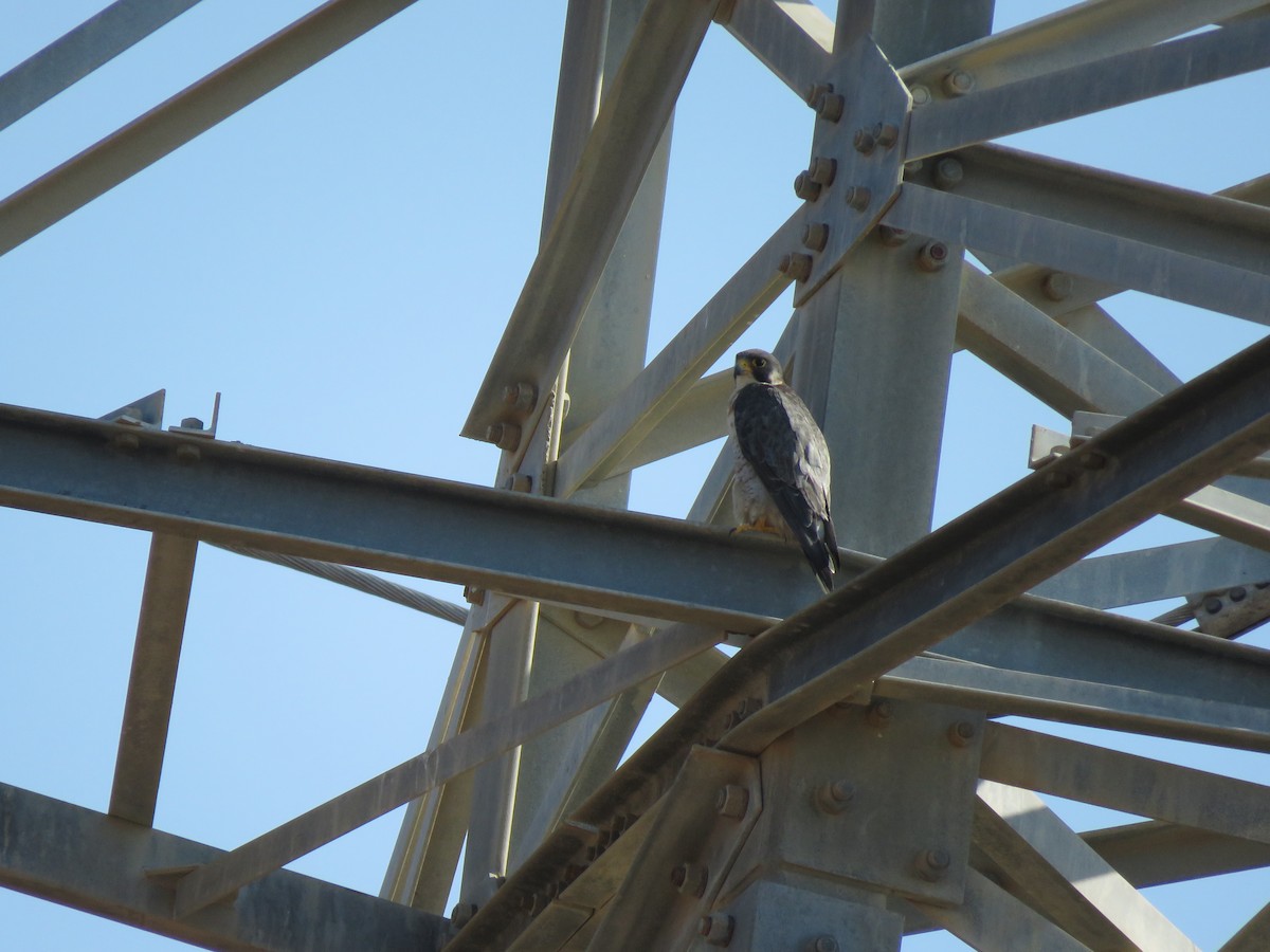 Peregrine Falcon - ML502851791