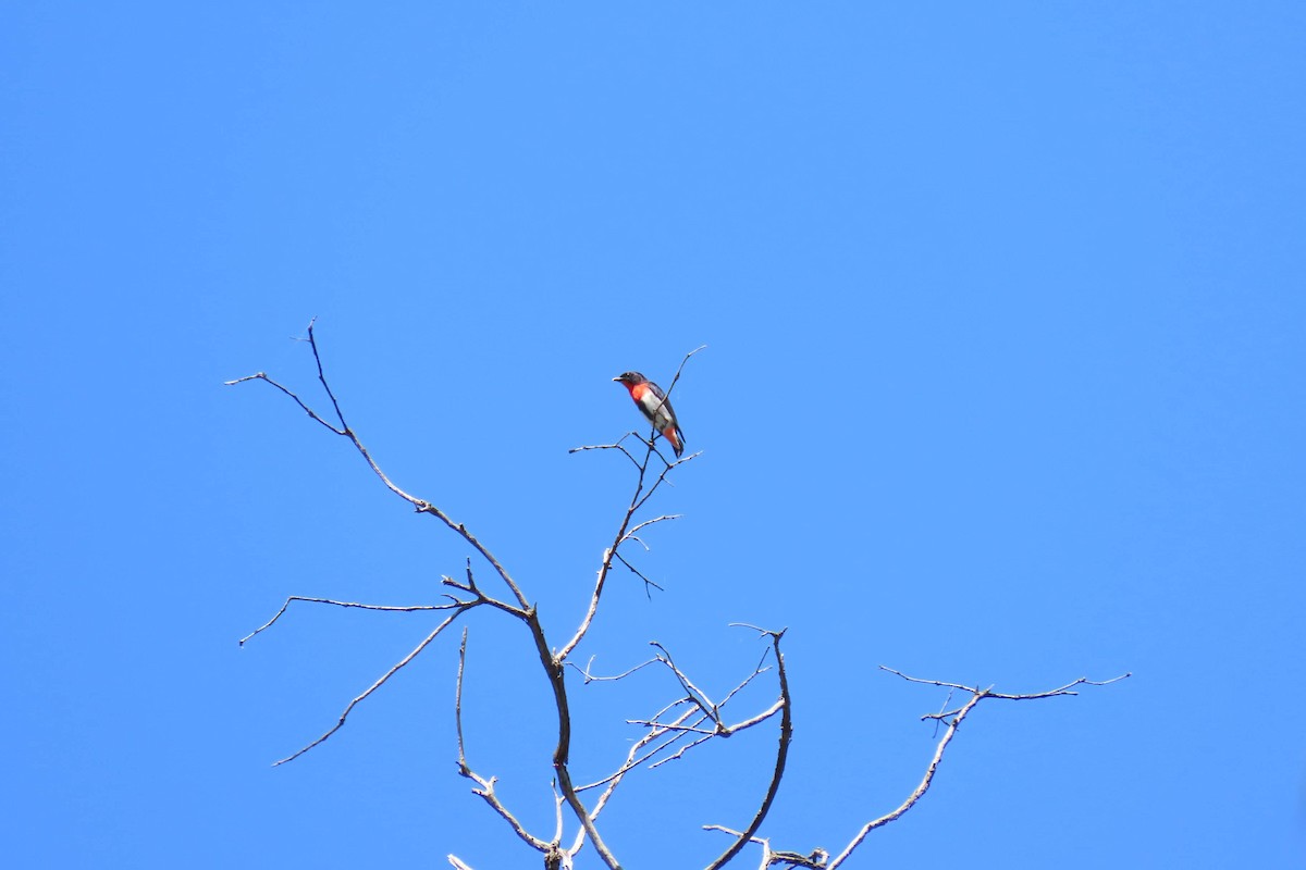 Mistletoebird - ML502851971