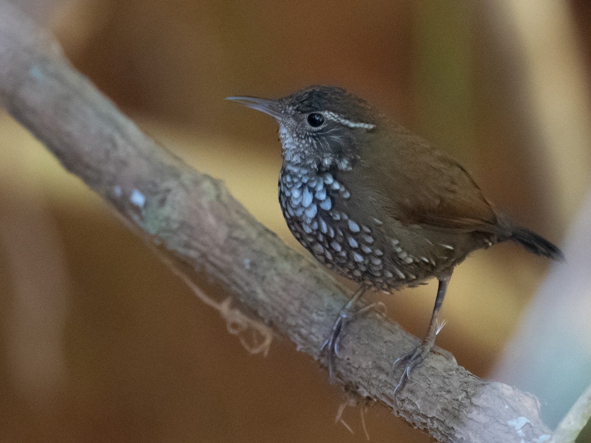 Sharp-tailed Streamcreeper - ML502852191