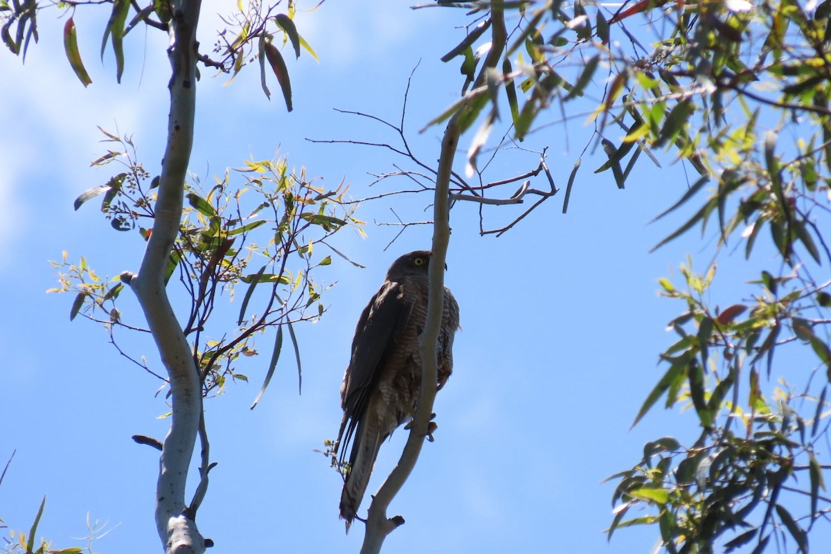 Collared Sparrowhawk - ML502852301