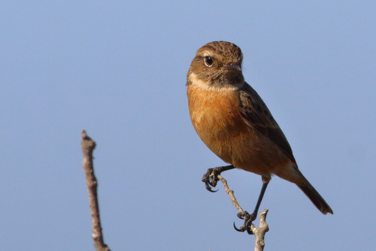 European Stonechat - ML502853701