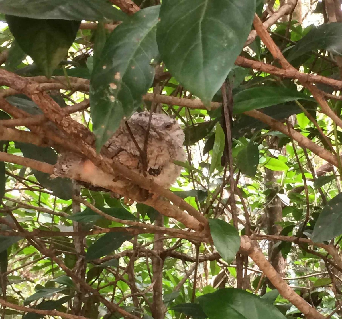 Papuan Frogmouth - ML50285461