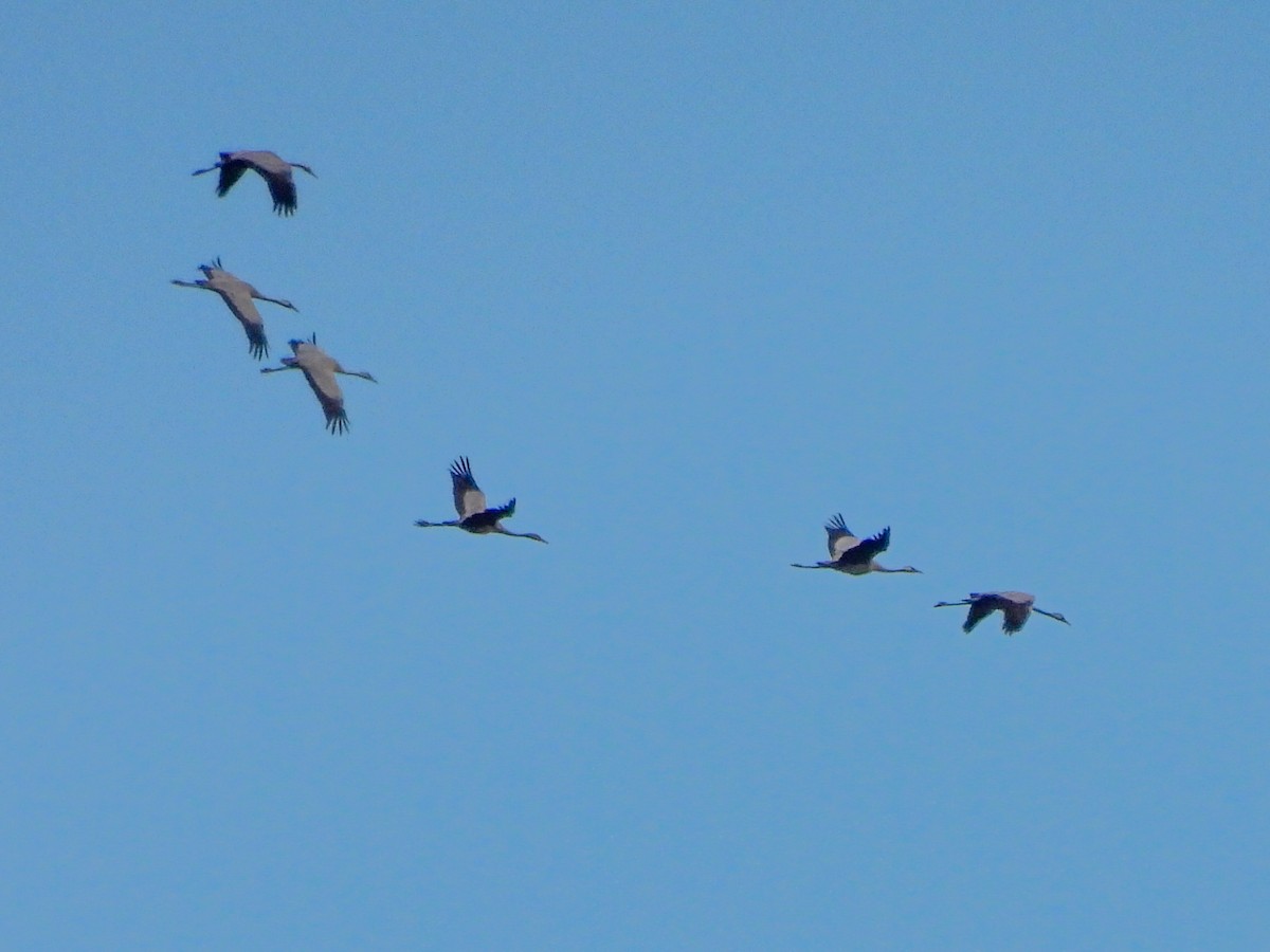 Common Crane - ML502855061